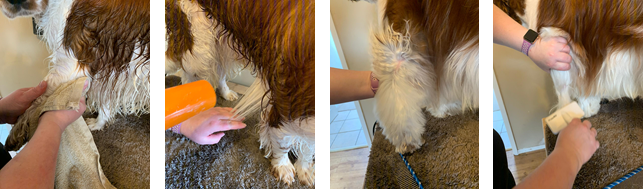 Dog Grooming - Hair Dry