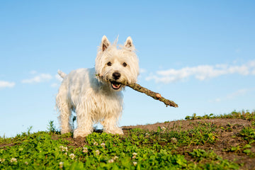 Staying safe in the summer