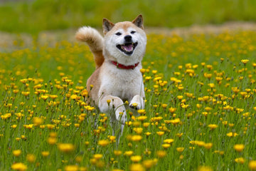 How to help dogs with pollen allergies