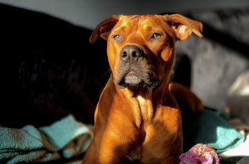 Separation Anxiety In Dogs And How To Manage It