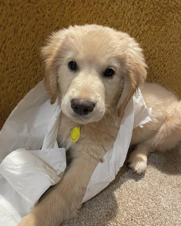 Preparing for your new puppy!