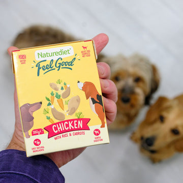 Why choose wet dog food?