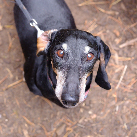 When should I transition over to a Senior diet?