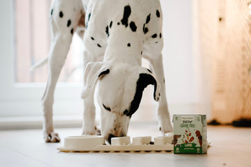 How to Keep Your Dog’s Brain Busy