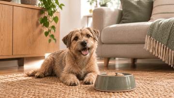 Your dog's forever food: feeding them through every life stage