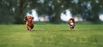 The importance of exercising your dog