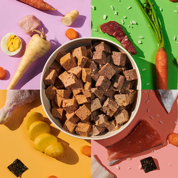 How to transition your dog onto a new diet