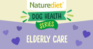 Health Series: Elderly Dogs