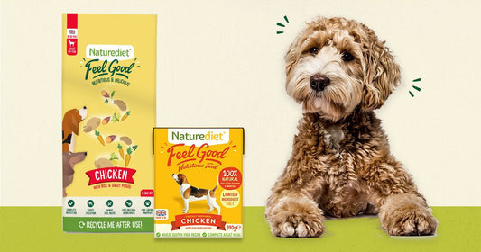 Feeding your dog a combined wet and dry diet