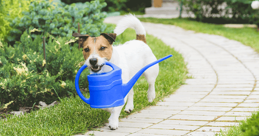 Using your green fingers around cheeky paws