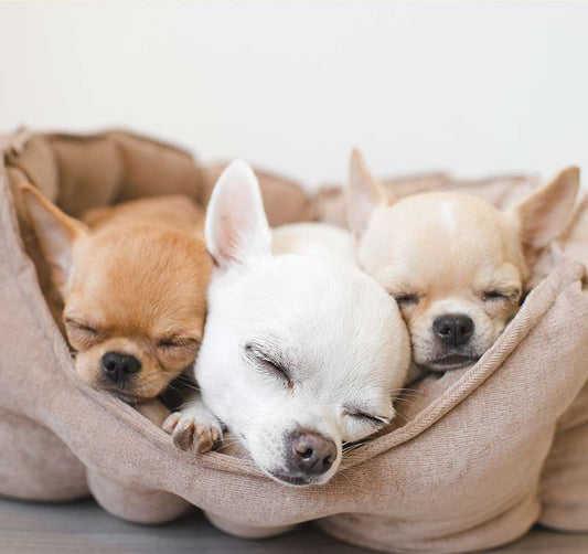 Preparing for Puppies!