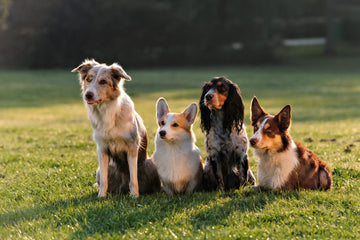 10 Top Tips for Caring for your Rescue Dog