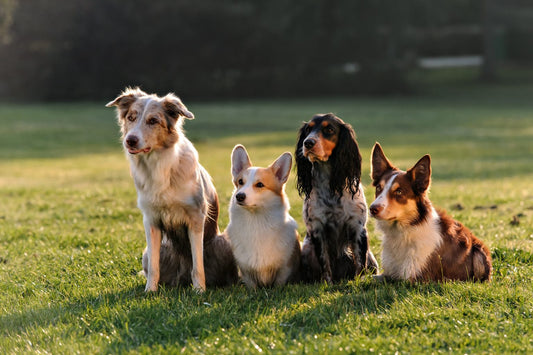 10 Top Tips for Caring for your Rescue Dog