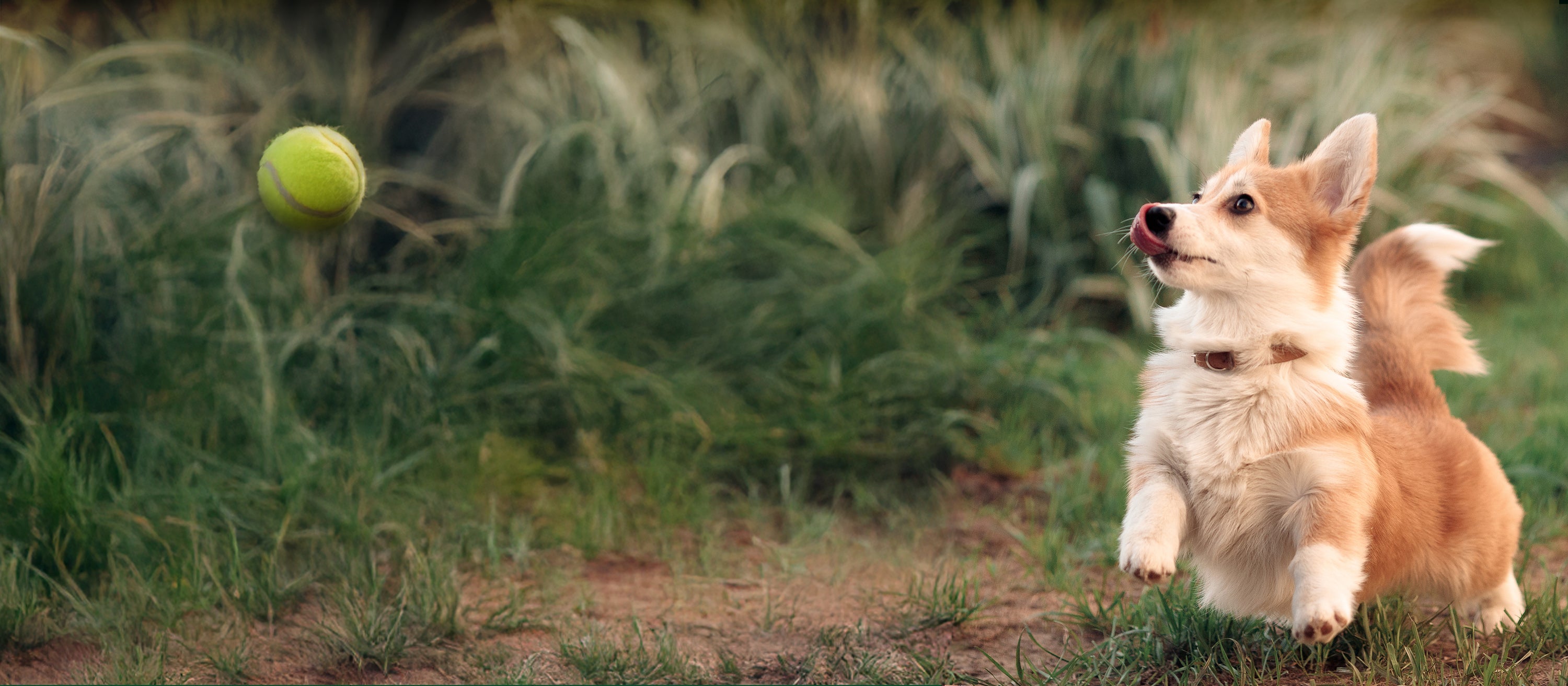 Dog chasing a ball in a grassy field