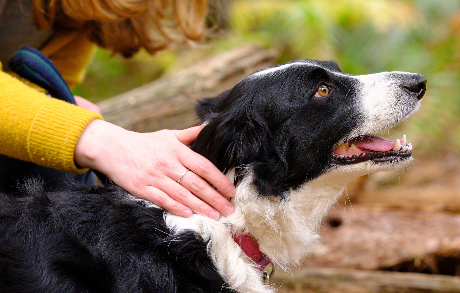 Dog being petted by a person outdoors with blurred background