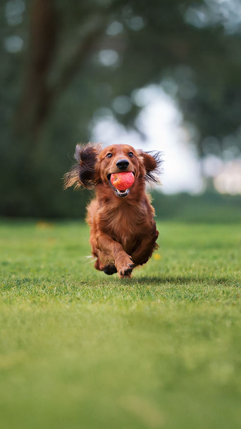 Dog running on grass with a ball in its mouth
