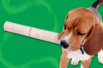 Subscribe to our Newsletter