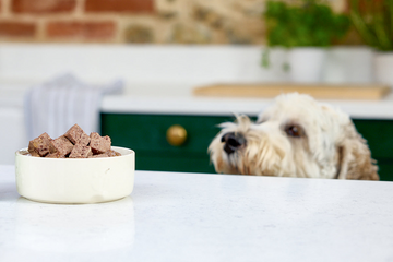 Find the right food for your dog