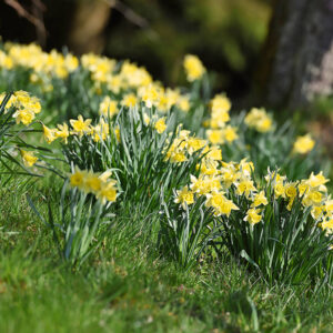 daffodils are poisonous to dogs