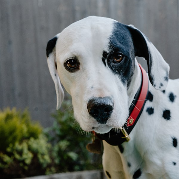 Low purine wet dog hot sale food