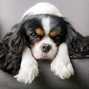 How to help your dog with separation anxiety