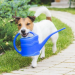Dog friendly gardening
