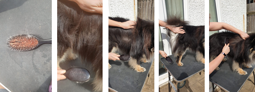 how to groom a dog with a double coat