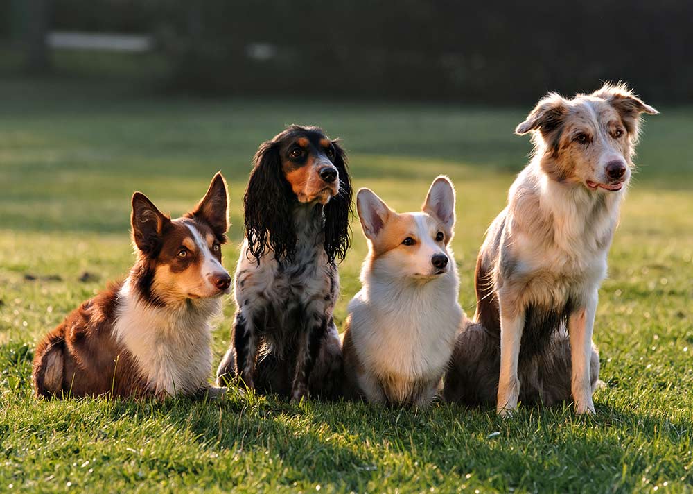 variety dog food variety dog food