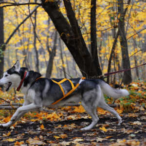 Weekend running with husky!