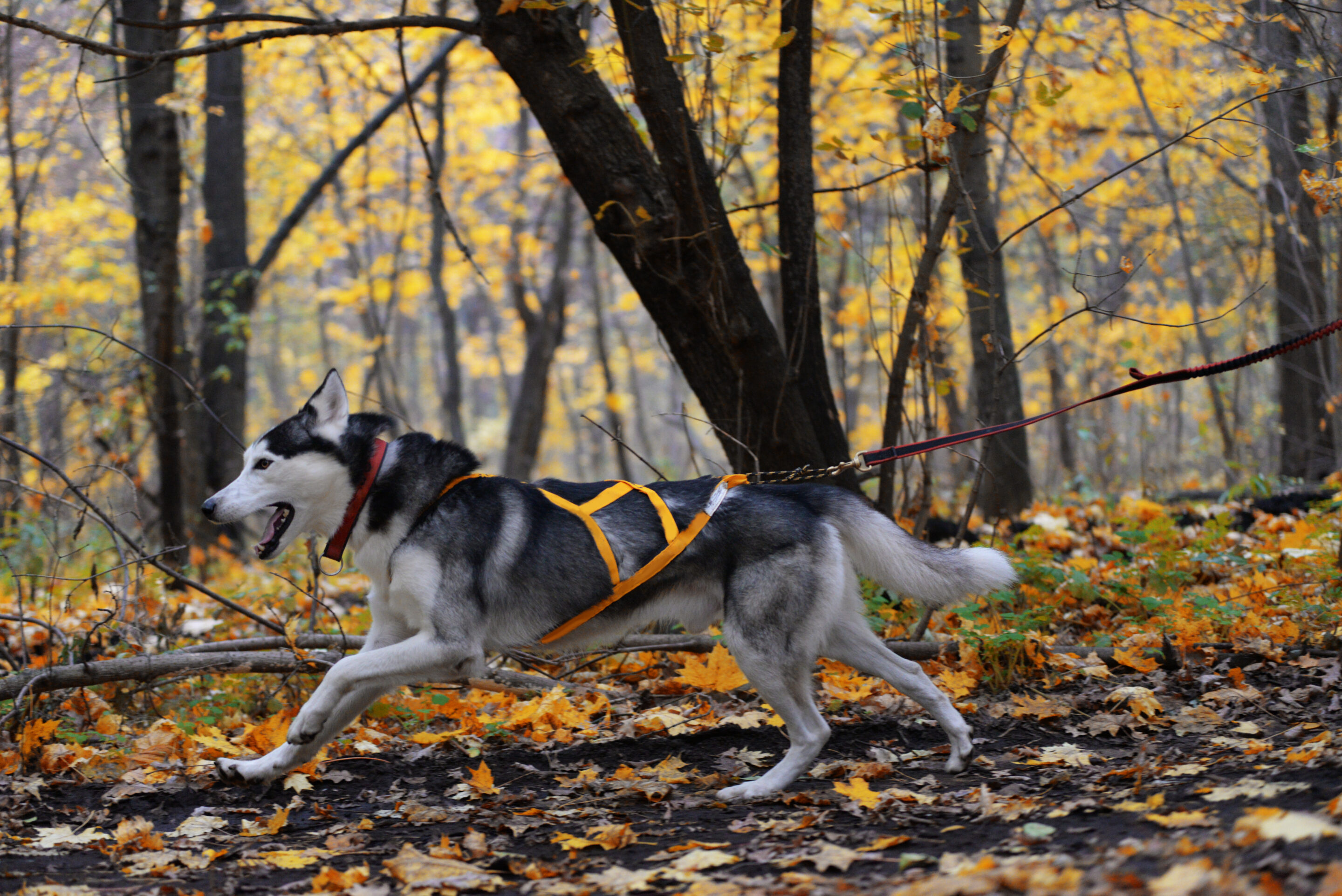 Weekend Walkies