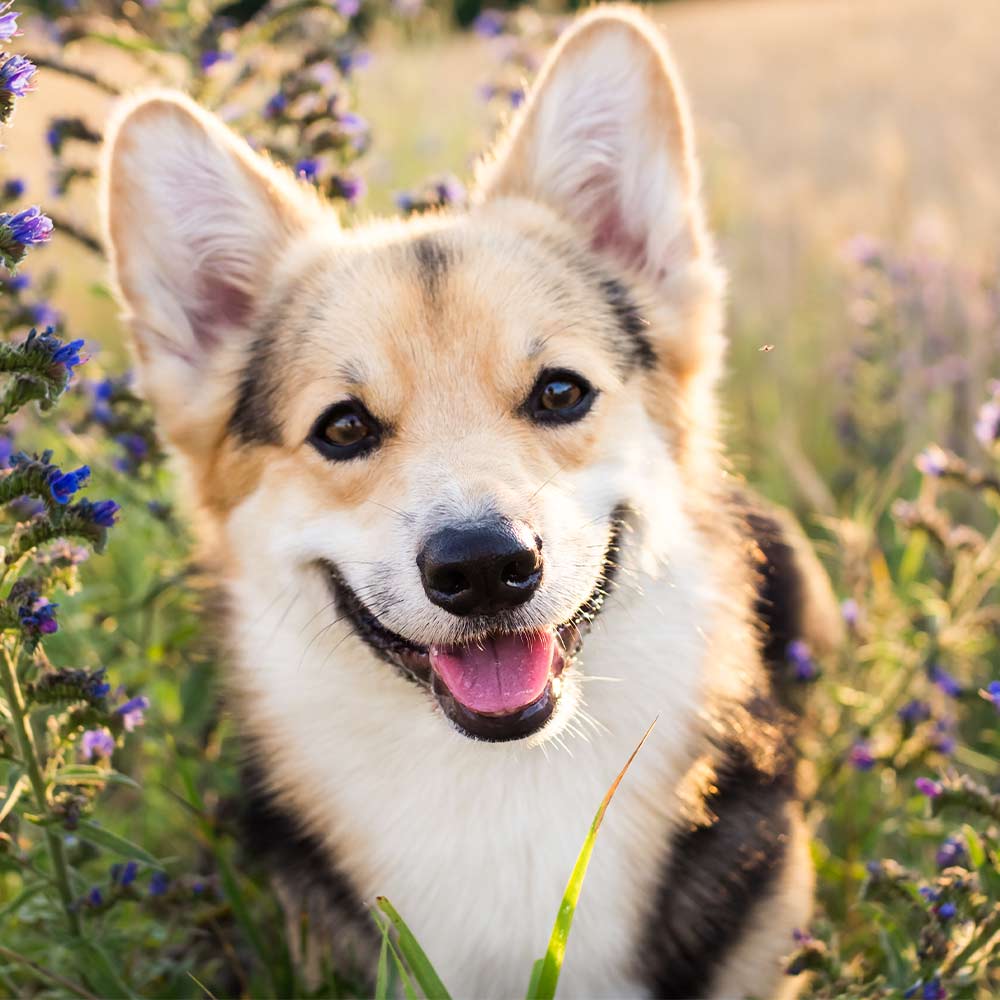 Naturediet dry dog food range Naturediet dry dog food range
