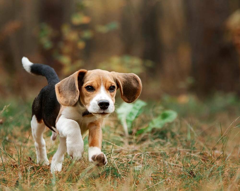 Beagle puppy running