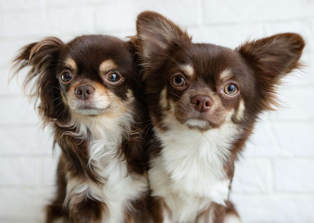 chihuahua dog food chihuahua dog food