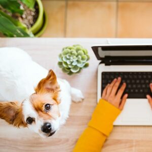 Help your dog as you return to work on loneliness awareness week