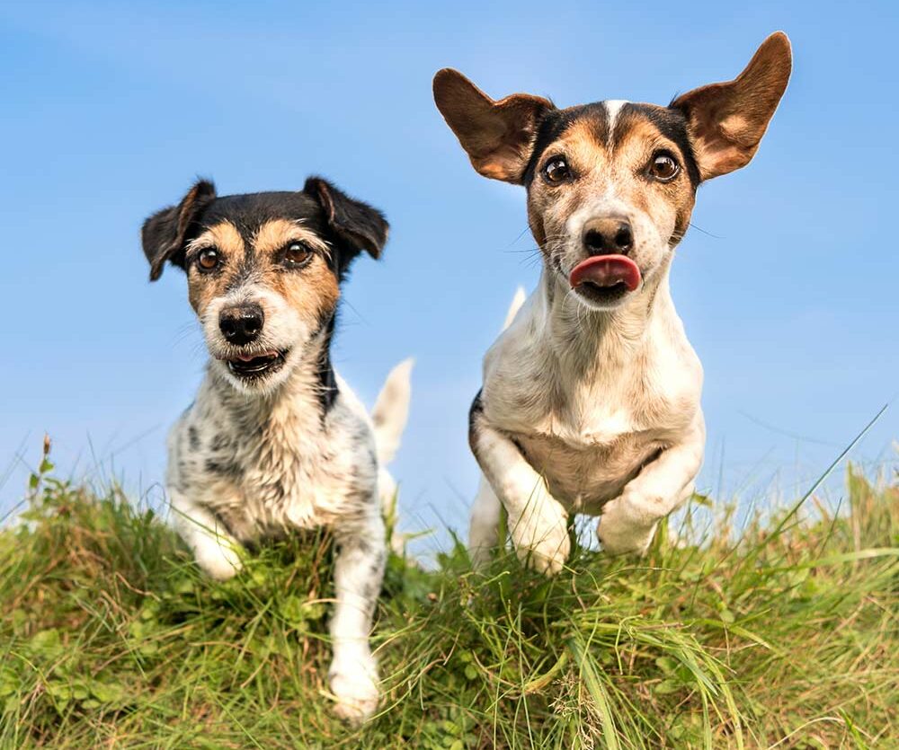 food for small dogs