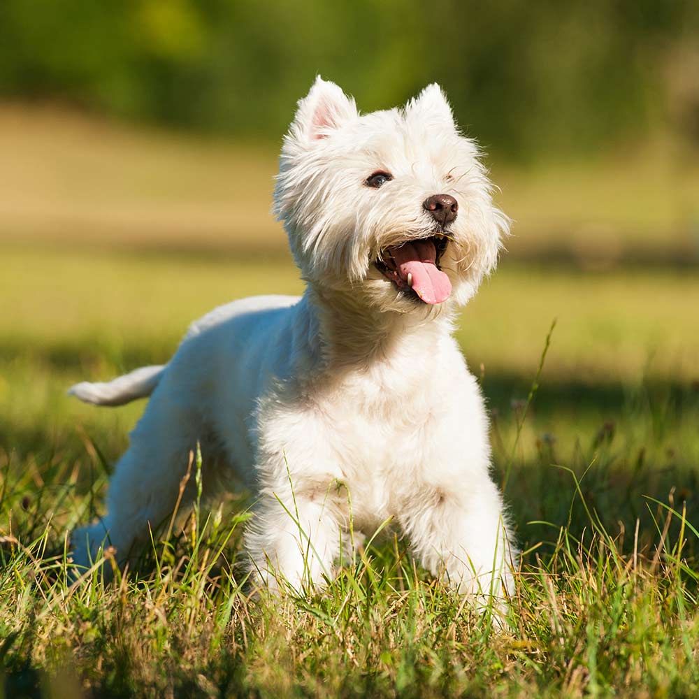 Westie Westie