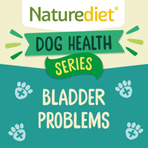 dog with bladder problems