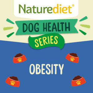 Food for overweight dogs