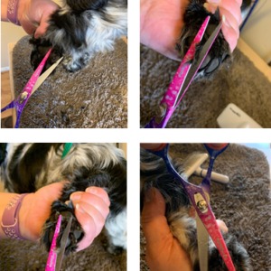 Grooming a dog - top tips