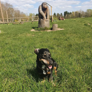 Story of a dog that enjoys Naturediet food