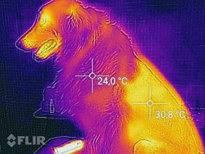 Infrared Image of a Dog