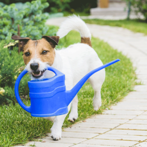 Gardening with a dog