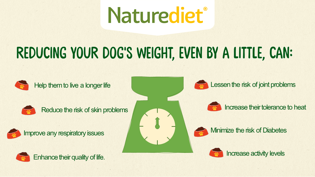 Reducing Your Dogs Weight