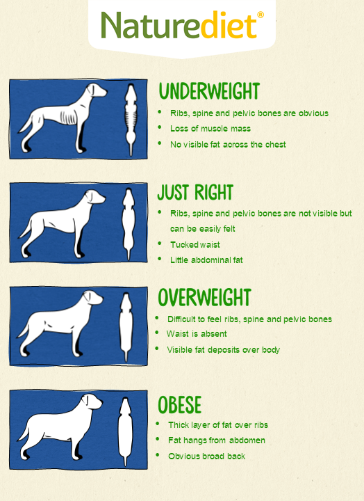 Weight Diagram