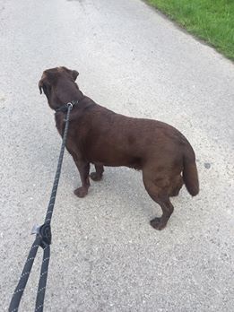 Max the Chocolate Labrador