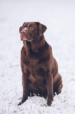 Max the Chocolate Labrador