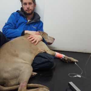 Weimaraner with laryngeal paralysis