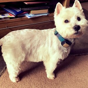 Hamish has found his spark with Naturediet Purely Chicken!