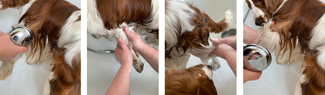 How to bath a dog