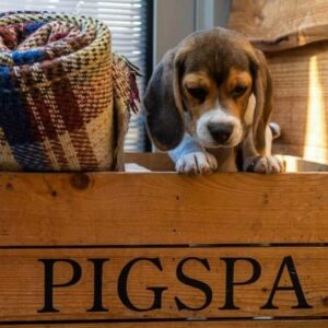 Dog friendly stay in Norfolk